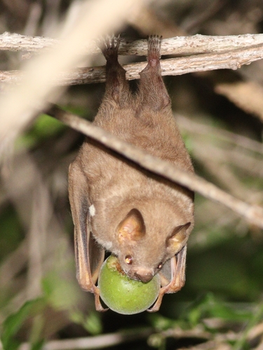 Cuban Fig-eating Bat (Phyllops falcatus)