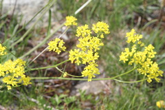 Biscutella laevigata