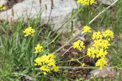 Biscutella laevigata