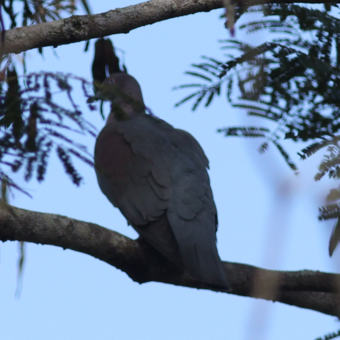 Plain Pigeon (Patagioenas inornata), photo 4