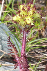 Pedicularis tuberosa