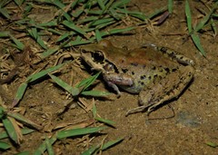 Leptodactylus mystacinus