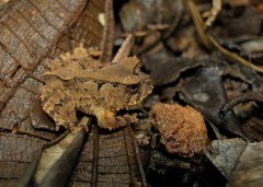 Proceratophrys schirchi