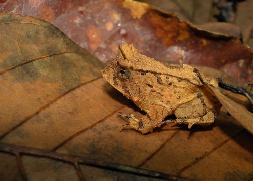 Santo Smooth Horned Frog, Proceratophrys schirchi