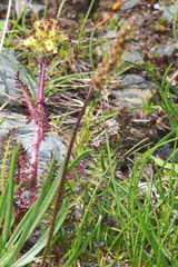 Pedicularis tuberosa