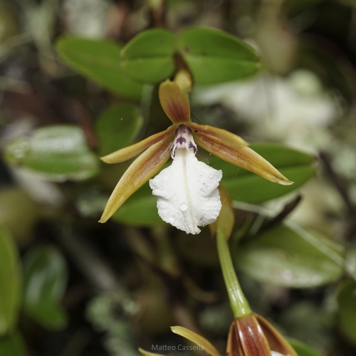 Dinema polybulbon, photograph 5