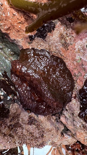 Sea anemone (Phymactis papillosa) recorded in the Infiernillo intertidal zone, Pichilemu