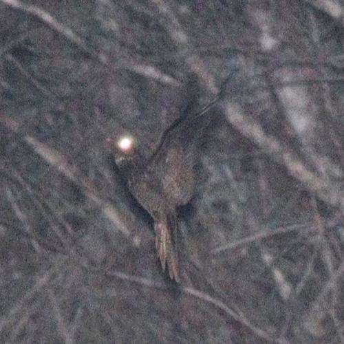Hispaniolan Nightjar (Antrostomus ekmani), photo 7