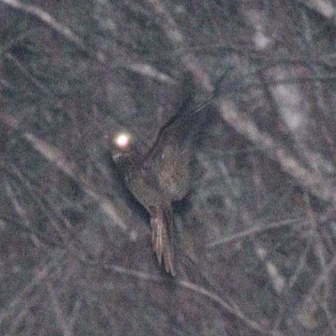 Hispaniolan Nightjar (Antrostomus ekmani), photo 2