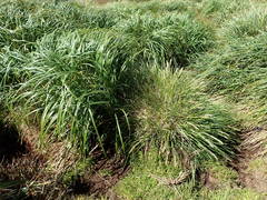 Poa foliosa
