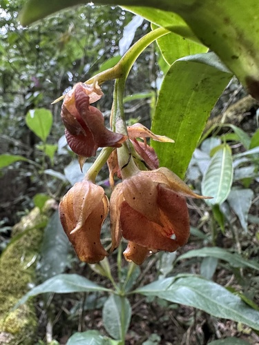 Epidendrum gongorarum Hágsater, Pfahl & Cisneros