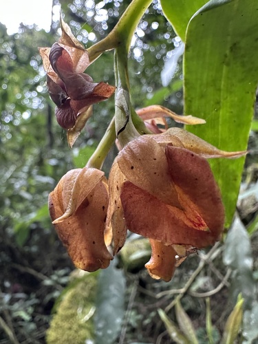 Epidendrum gongorarum Hágsater, Pfahl & Cisneros 2