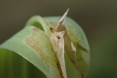Poa foliosa
