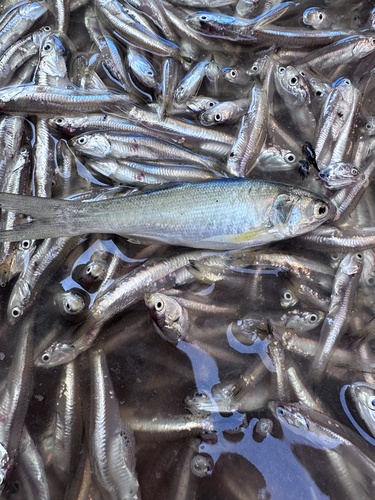 Barbeta amarilla (Polydactylus opercularis) — Polynemidae — 3