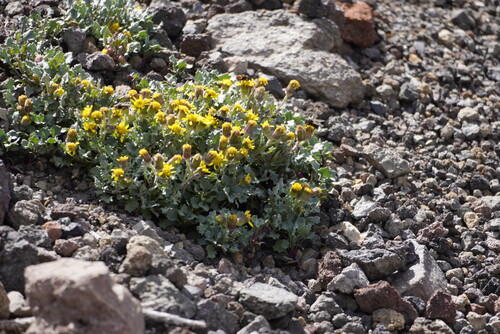 San Francisco Peaks ragwort (Packera franciscana)
