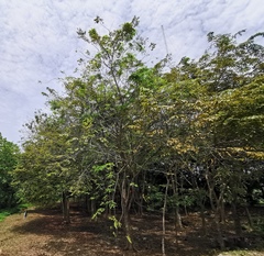 Pterocarpus indicus
