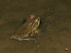 Rhinella crucifer