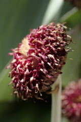 Pleurophyllum hookeri