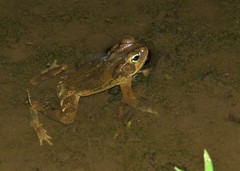 Rhinella crucifer