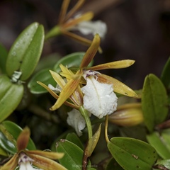 Dinema polybulbon, photograph (c) Matteo Cassella, some rights reserved (CC BY-SA)