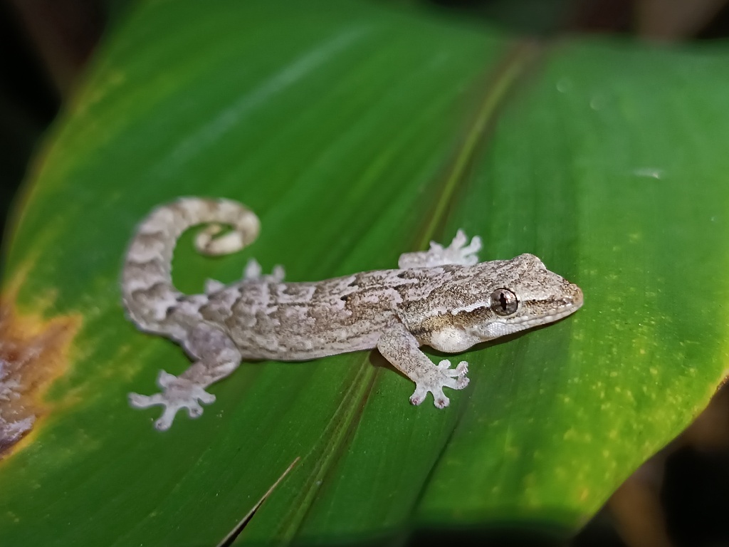 Mourning Gecko (Lepidodactylus lugubris)