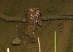 Rhinella crucifer