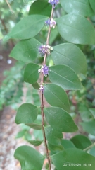 Memecylon pauciflorum