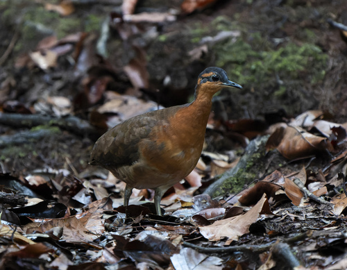 Greater Forest Tinamous