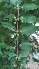 Memecylon pauciflorum