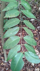 Memecylon oleifolium