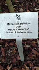 Memecylon oleifolium