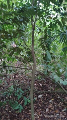 Memecylon oleifolium