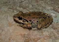 Leptodactylus mystacinus