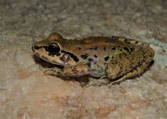 Leptodactylus mystacinus