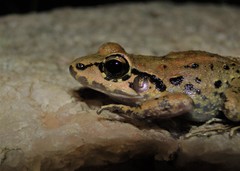 Leptodactylus mystacinus
