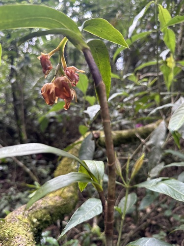 Epidendrum gongorarum Hágsater, Pfahl & Cisneros 3