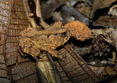 Proceratophrys schirchi