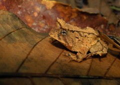 Proceratophrys schirchi