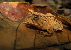 Proceratophrys schirchi