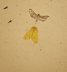 Artaxa guttata