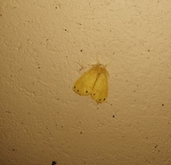 Artaxa guttata