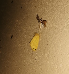 Artaxa guttata