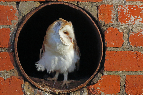 Western Barn Owl