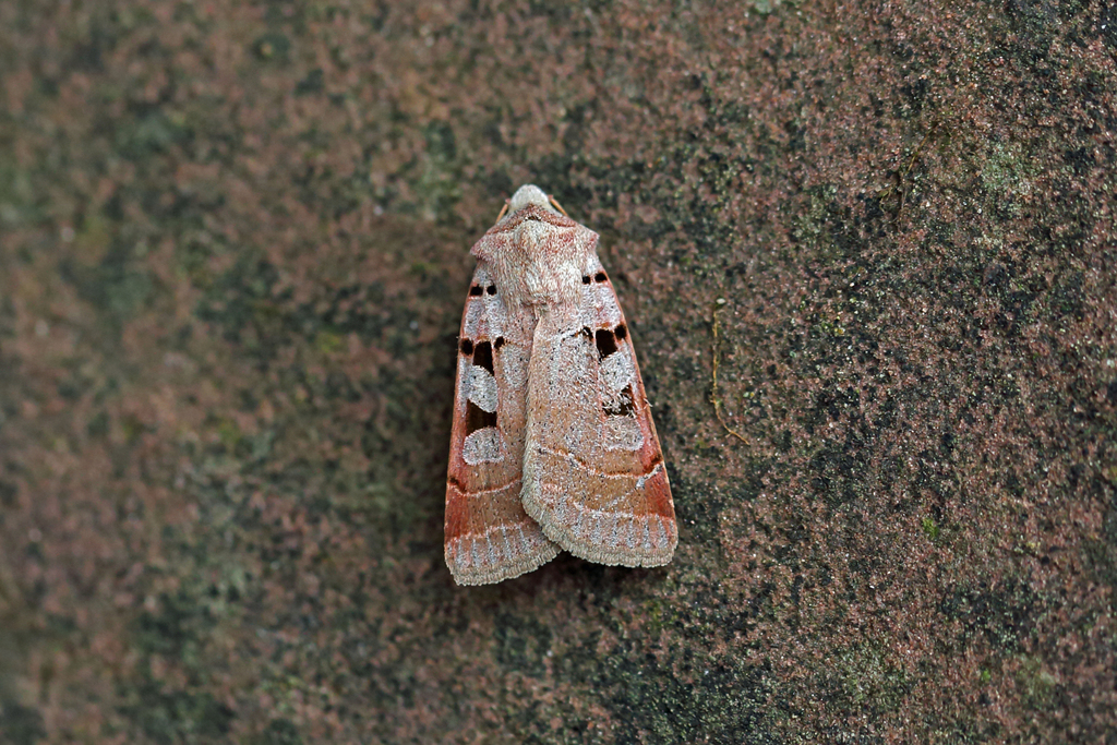 Autumnal Rustic