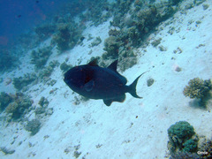 Pseudobalistes fuscus