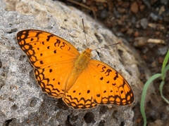 Phalanta phalantha aethiopica