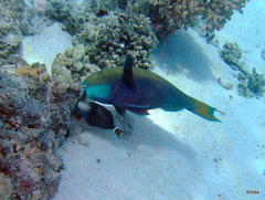 Sufflamen albicaudatum