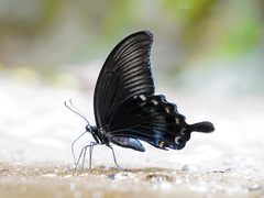 Papilio ascalaphus