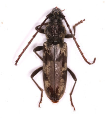 Derolus arciferus