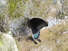 Papilio ascalaphus